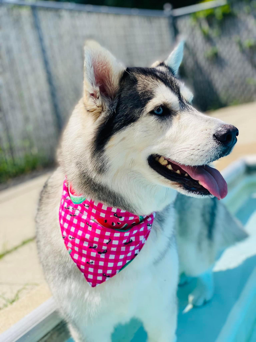 Watermelon Summer Elastic Collared Bandana