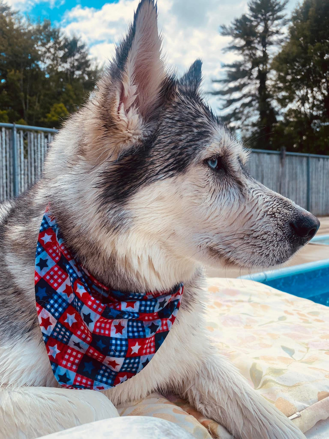 Fourth of July Collared